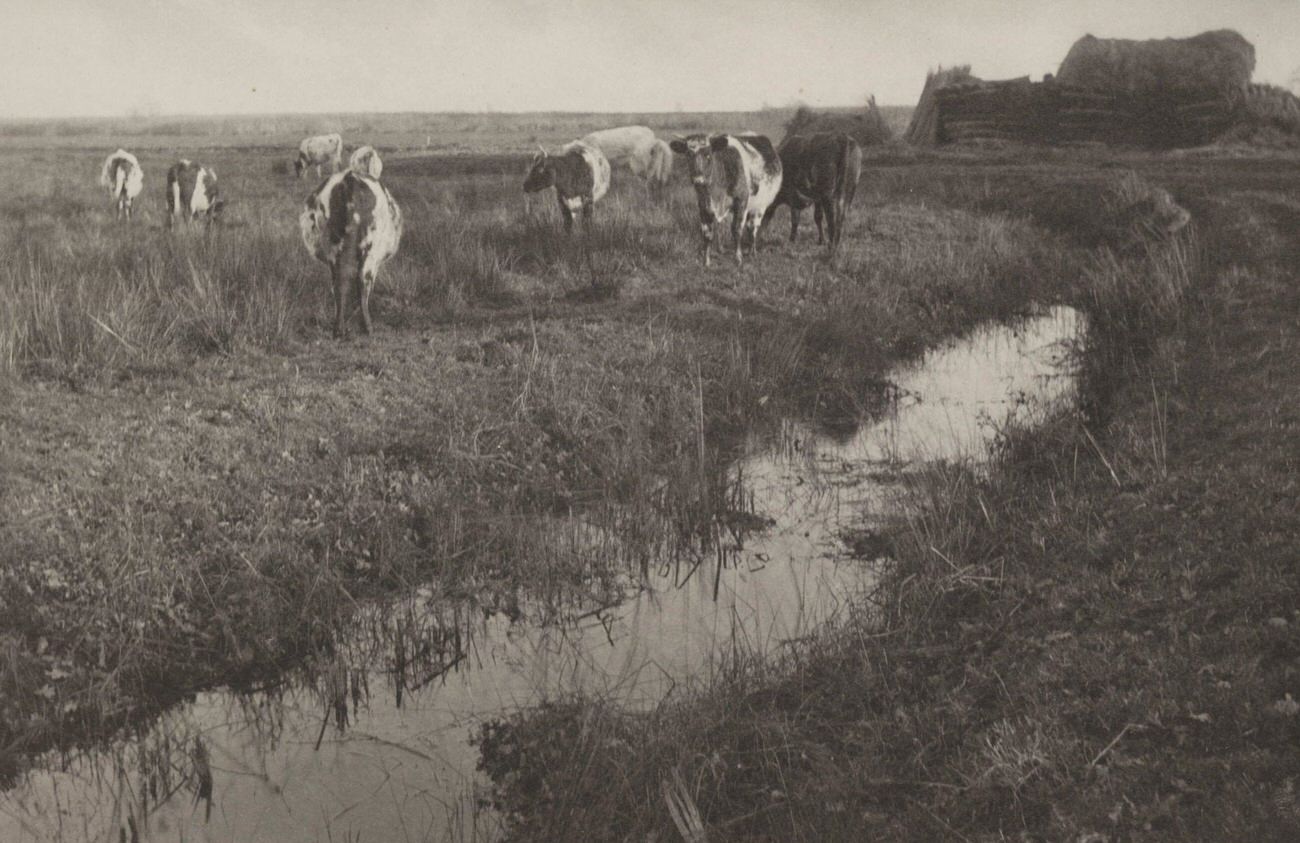 Cattle on the Marshes, 1886.