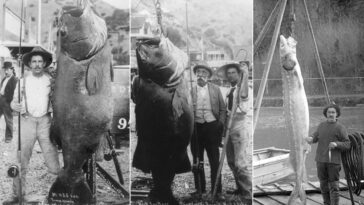Fishermen Catches historical photos