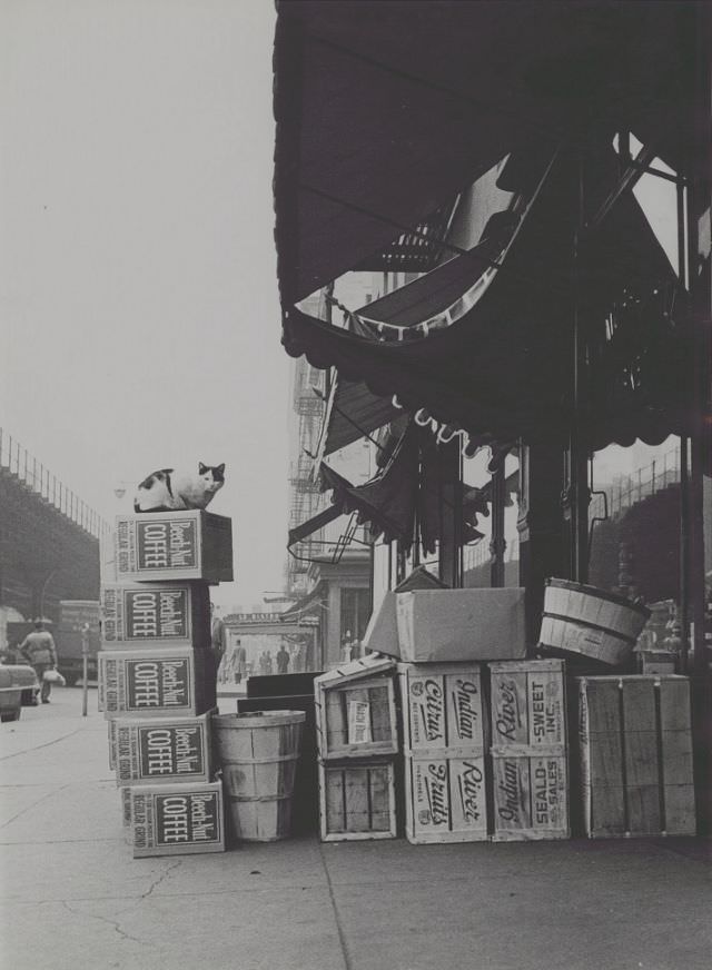 Cat sitting on top of boxes, 1955