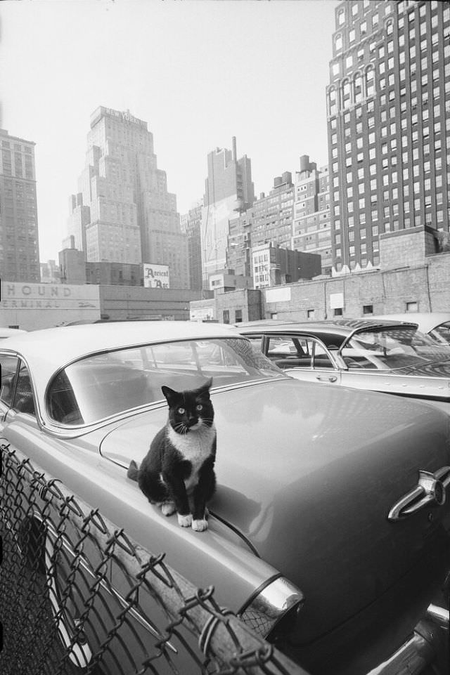 Cat sitting on car with skyscrapers in the distance, October 1958
