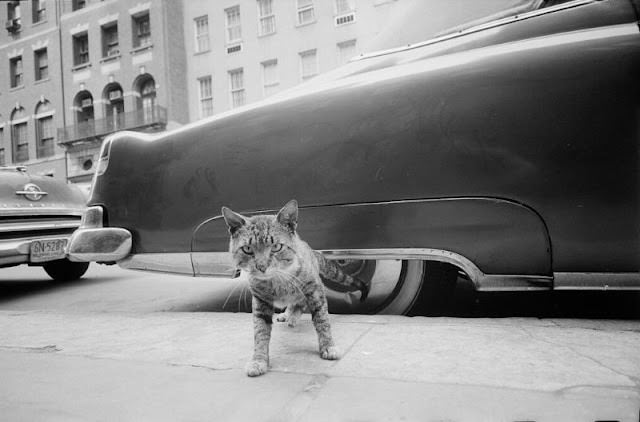 Cat on sidewalk, May 1959