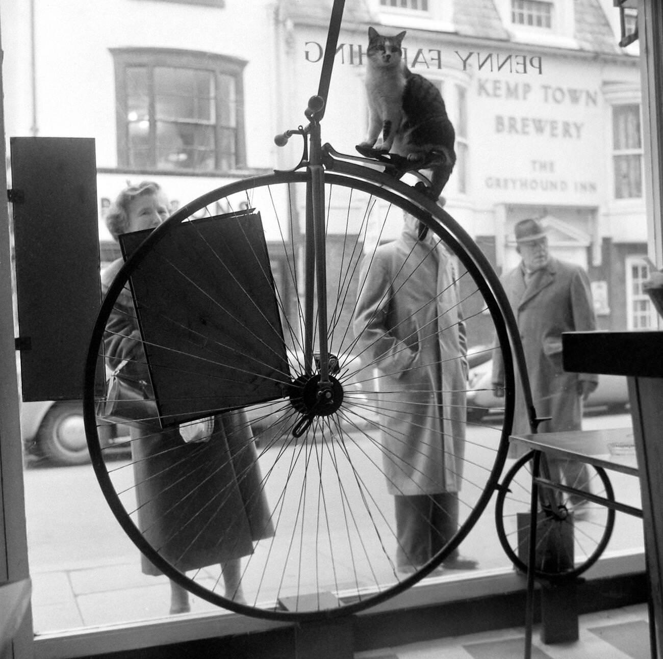 Susie the cat on the saddle at the Penny Farthing Coffee Bar, Brighton.