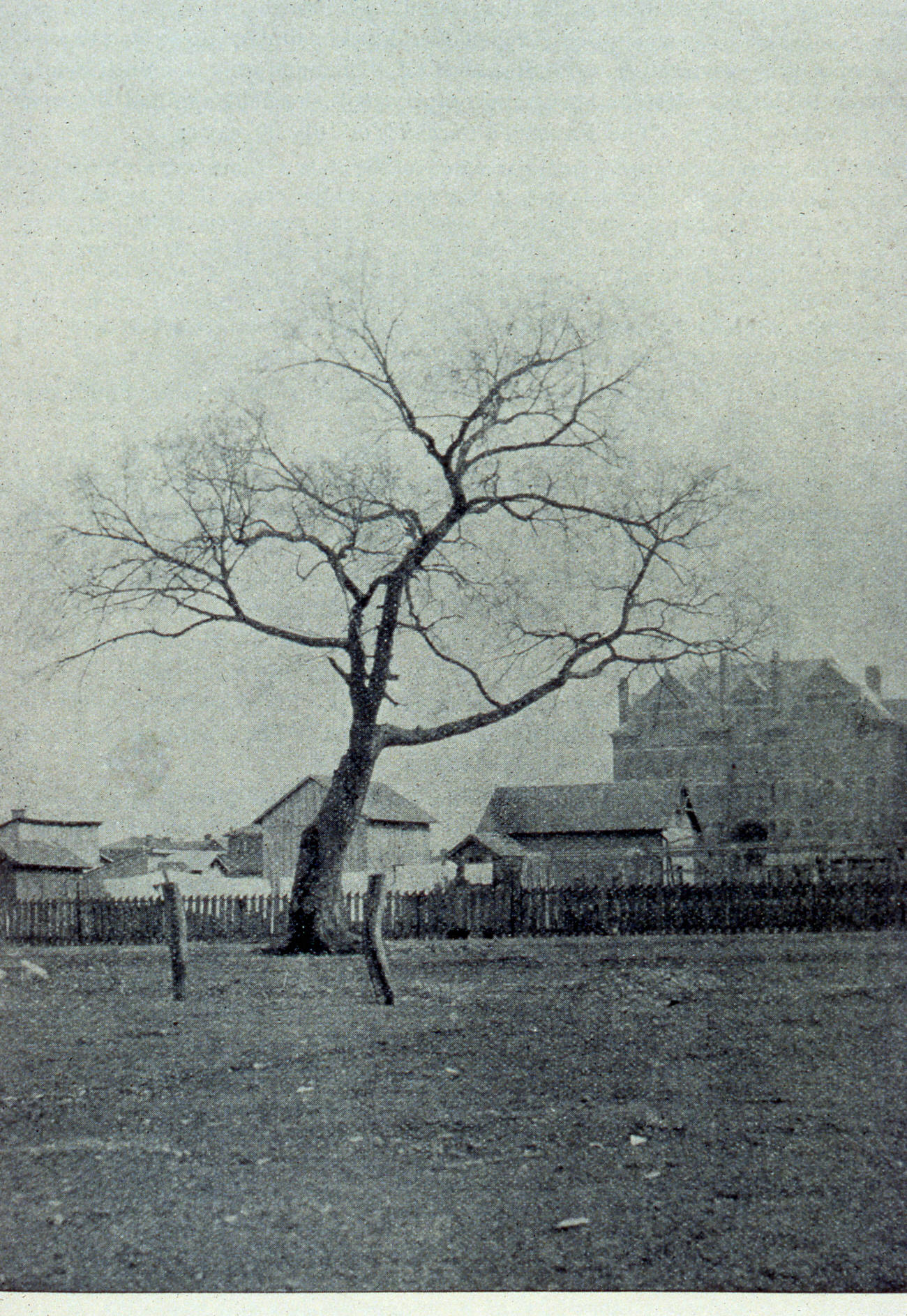 Harrison Elm and former Hawkes Hospital in Franklinton, 1892.