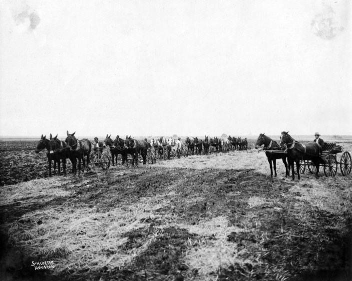 Men on plows pulled by horse teams, 1888
