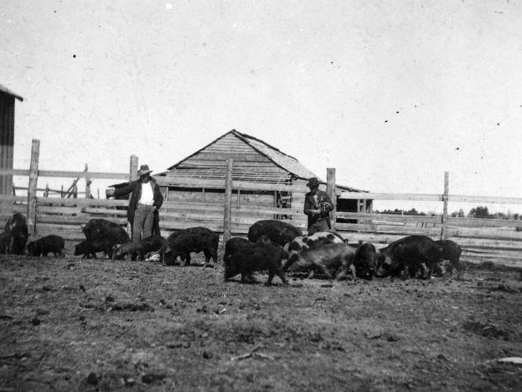 Man walking among pigs on a farm, 1895