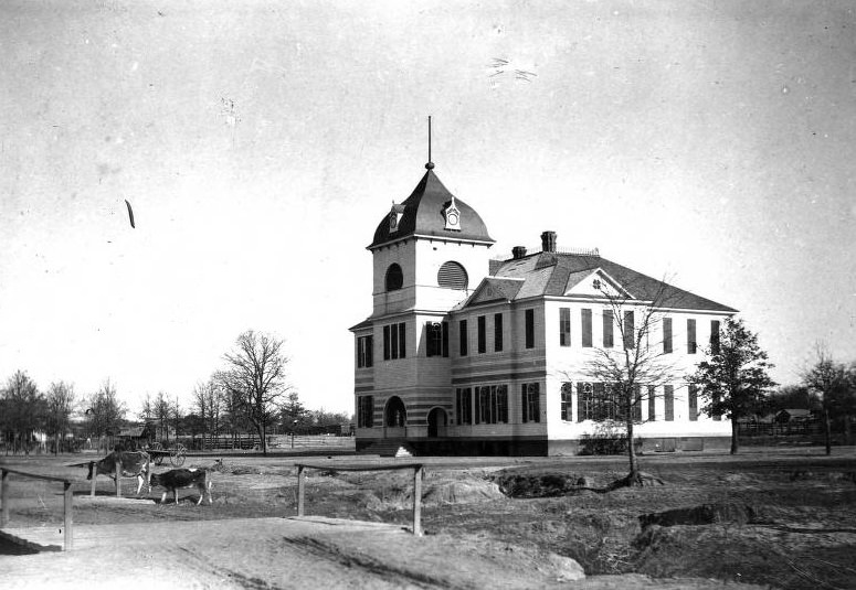 Public School in Hearne with cattle grazing, 1895