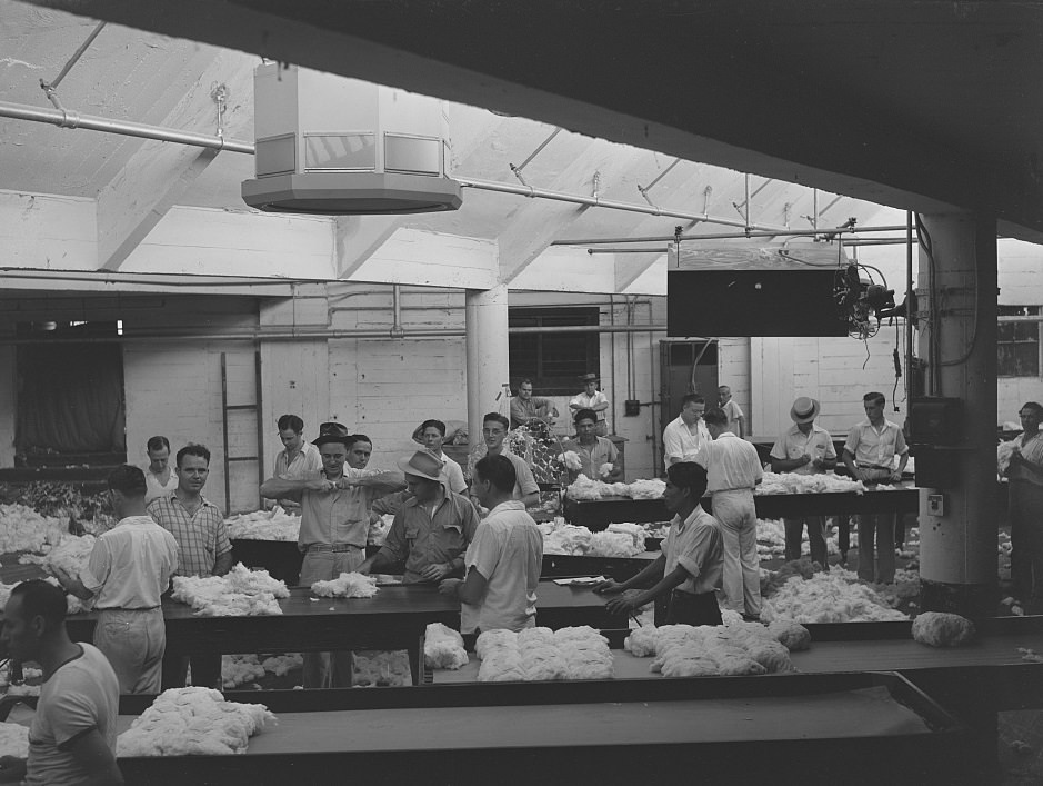 Sampling and grading cotton under daylight conditions at a compress in Houston, Texas, 1939