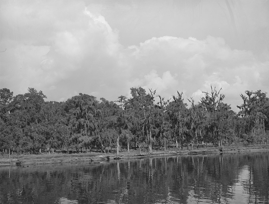 Moss-covered trees along the ship channel at the Port of Houston, Texas, 1939
