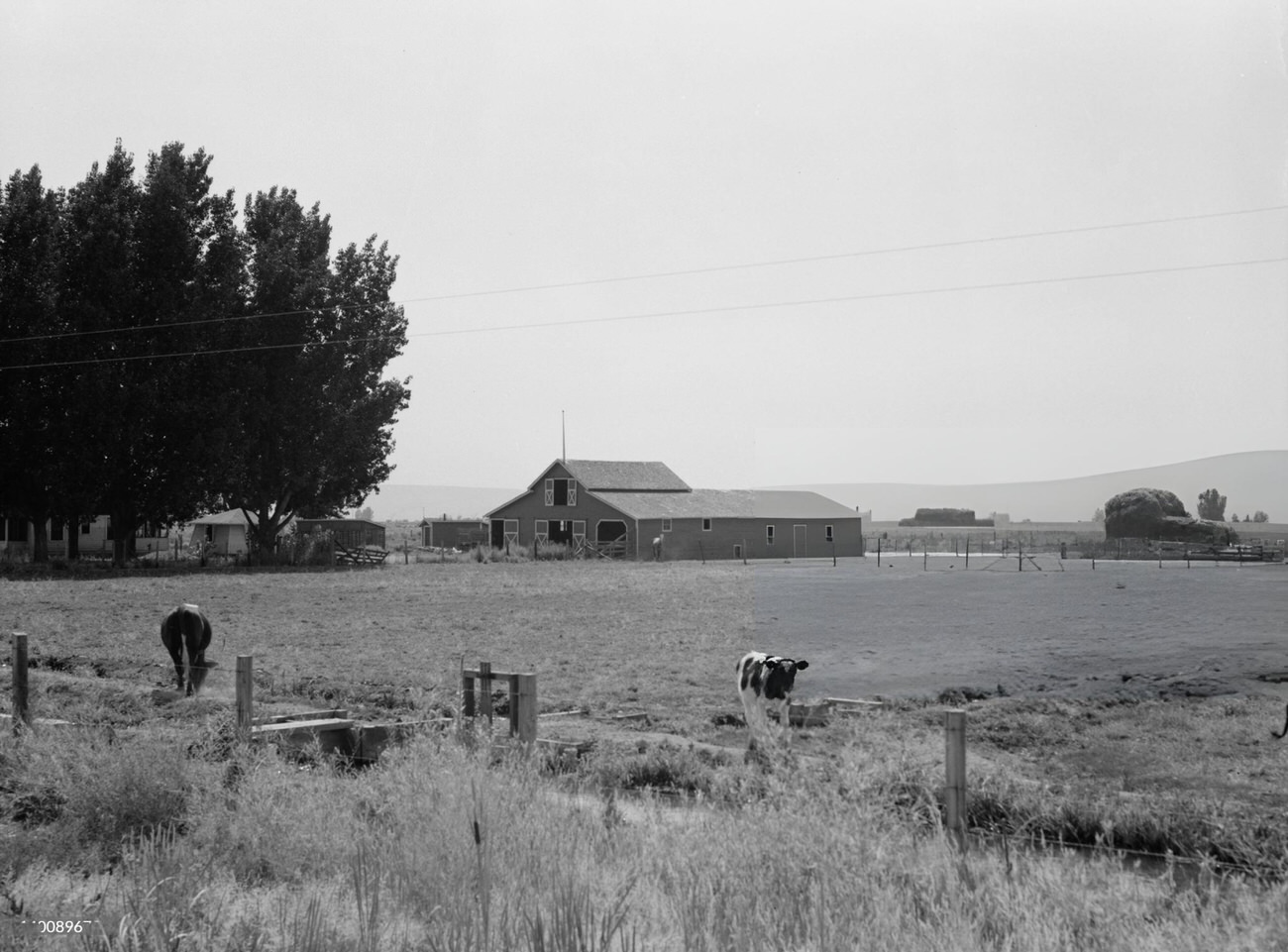 Irrigated pasture, cows, barn on Houston farm, 1930s
