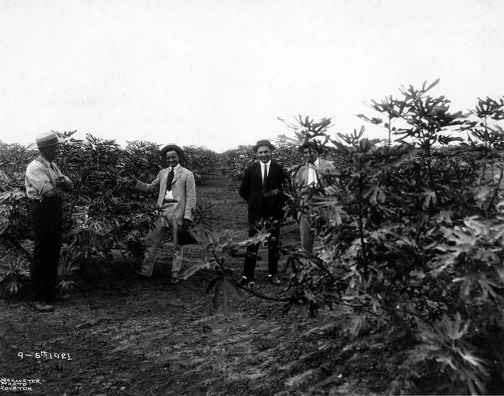 Men in fig orchard, September 5, 1921.