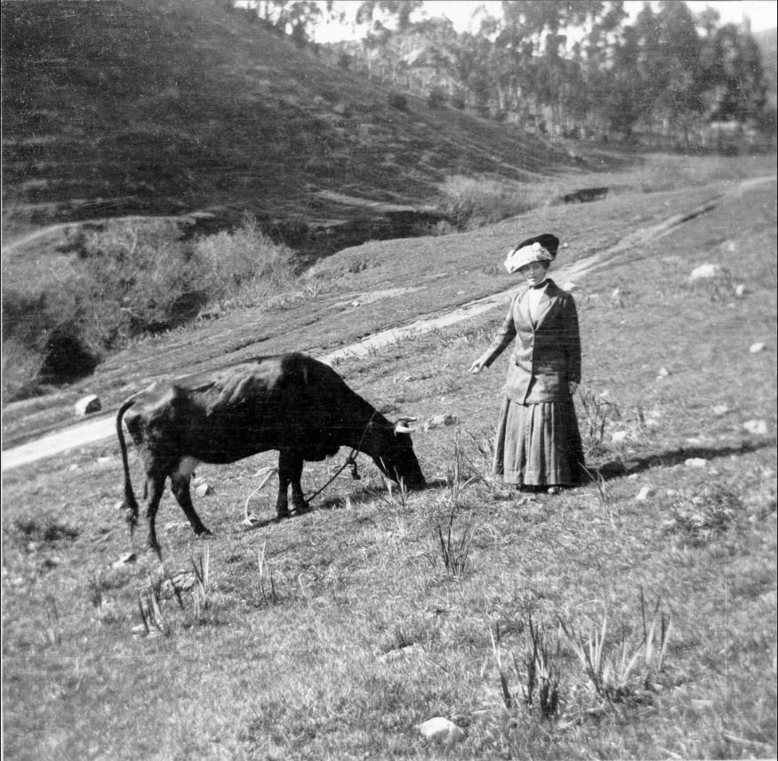 Elise Beneke Tietz with a cow in Glen Canyon, 1899