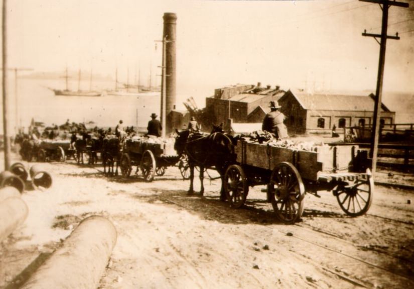Line of horse-drawn wagons heading towards the San Francisco waterfront, circa 1900