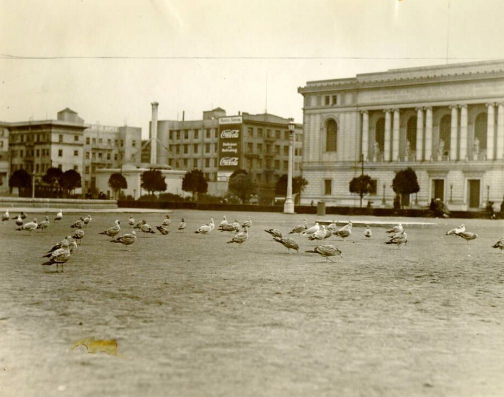 Sea gulls in Civic Center Plaza, 1924