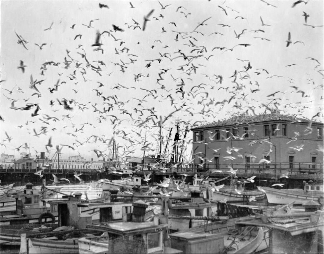Flock of seagulls at Fisherman's Wharf, 1934