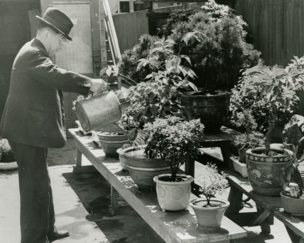 Nobu's grandfather watering bonsai in his backyard on Laguna Street, 1930s