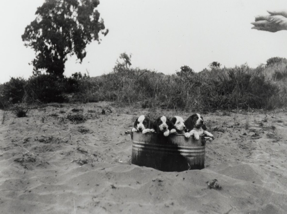 Beagle puppies in a tub that uncle Ludwig raised, 1930s