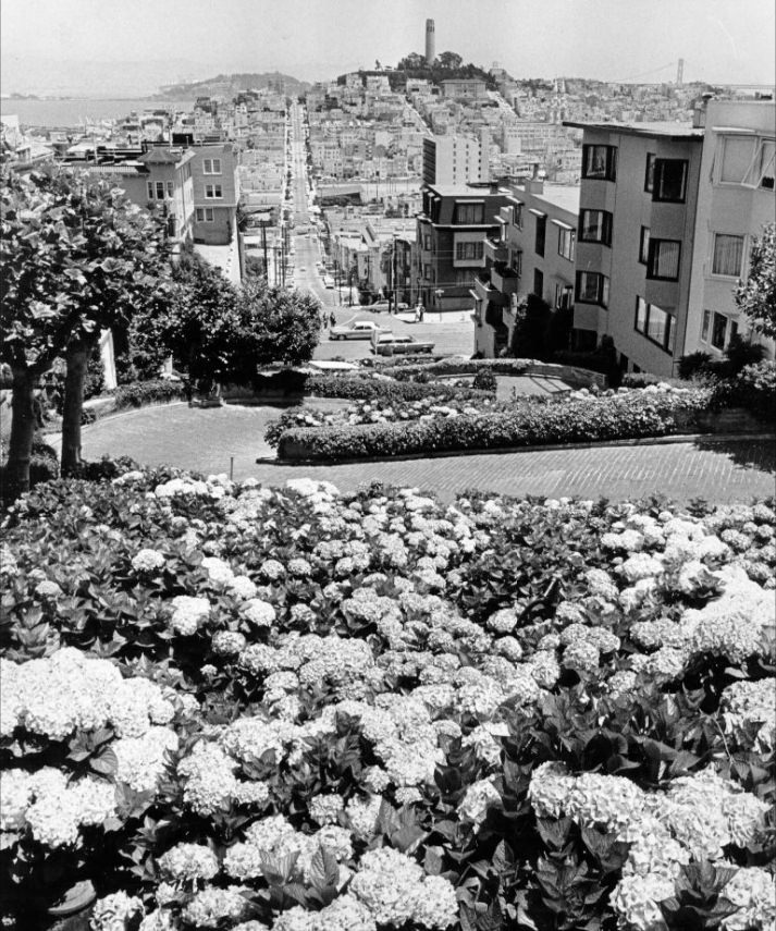 Hydrangeas on the crooked section of Lombard Street, 1972.