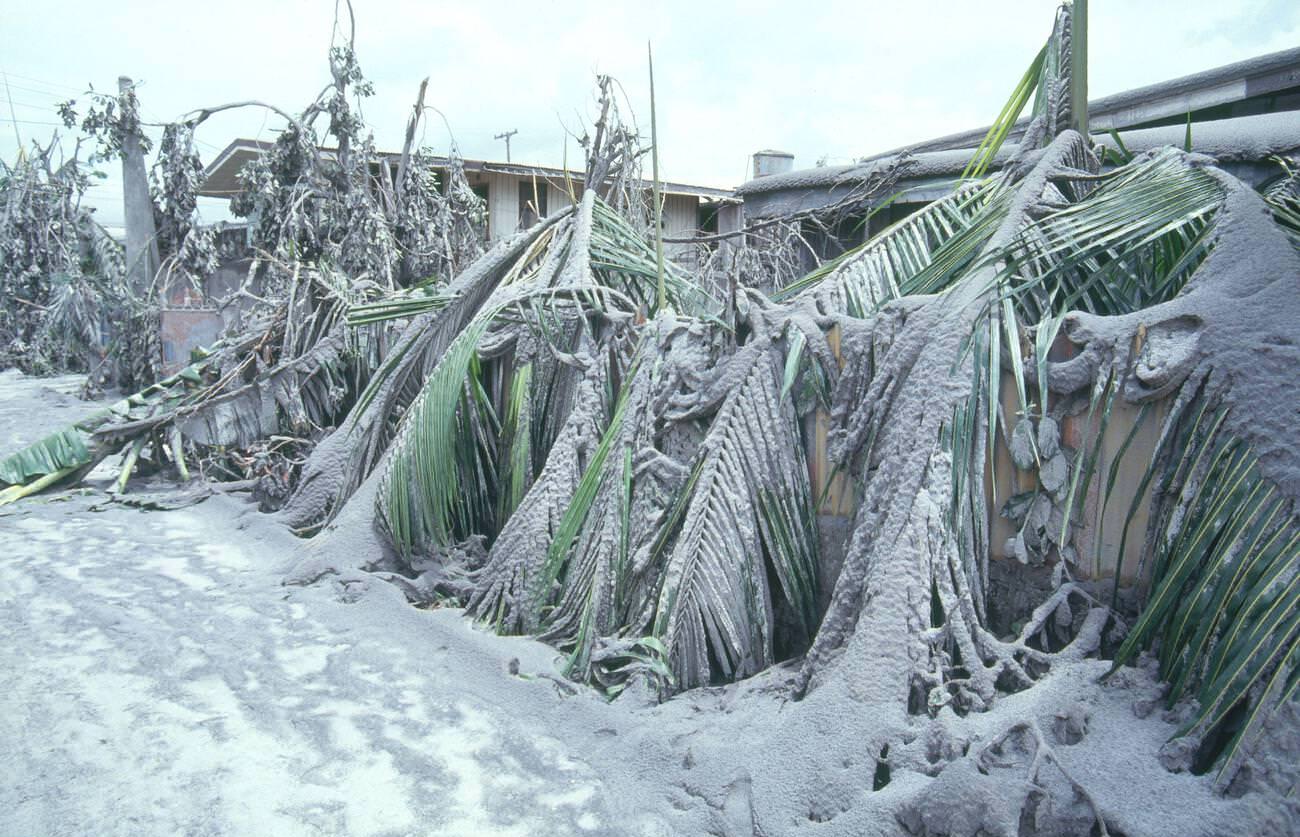 Villages and trees in Olongapo, Philippines, enveloped in ash due to Mount Pinatubo's volcanic eruption.