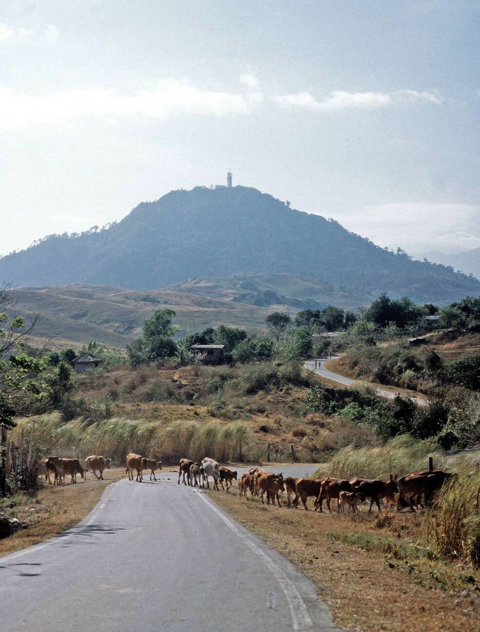 Mount Santa Rita, with the U.S. naval station and cattle crossing, 1981