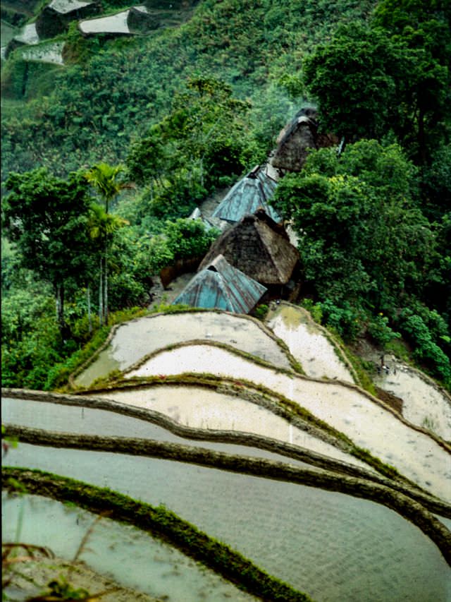 Banaue Rice Terraces, Philippines, from December 1980.