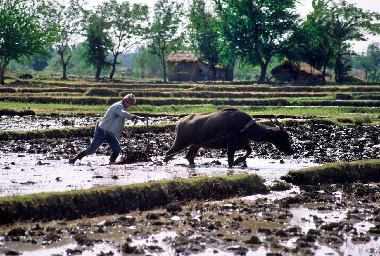 Ploughing paddy fields, a timeless labor in the Philippines.