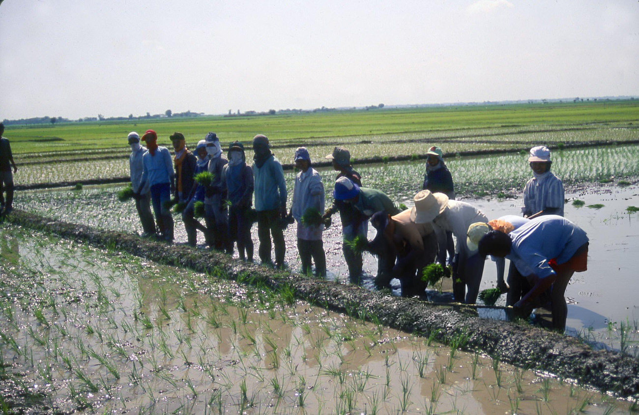 Rice paddy in Pangasinan, Philippines, showing the province's agricultural lifestyle, July 22, 1988.