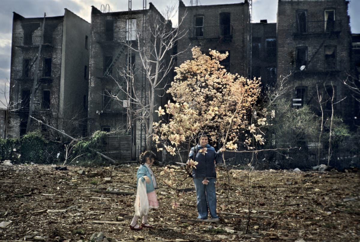 Magnolia Tree Gates Ave, Bushwick, Brooklyn, 1983