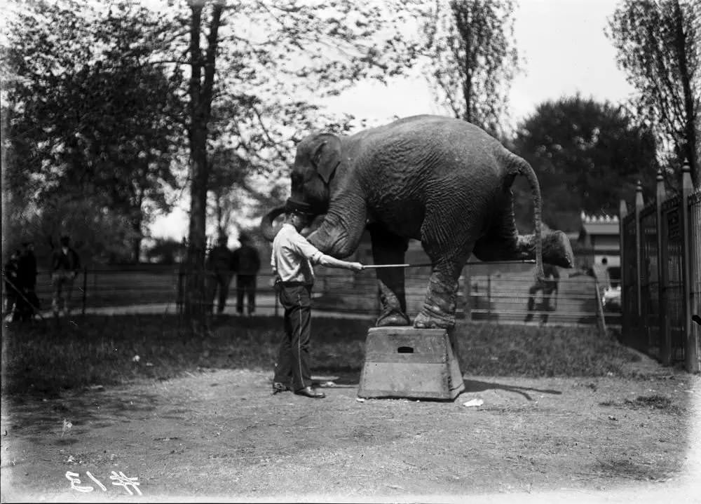 Frederick W Glasier, Asian Elephant . The Ringling Circus Museum