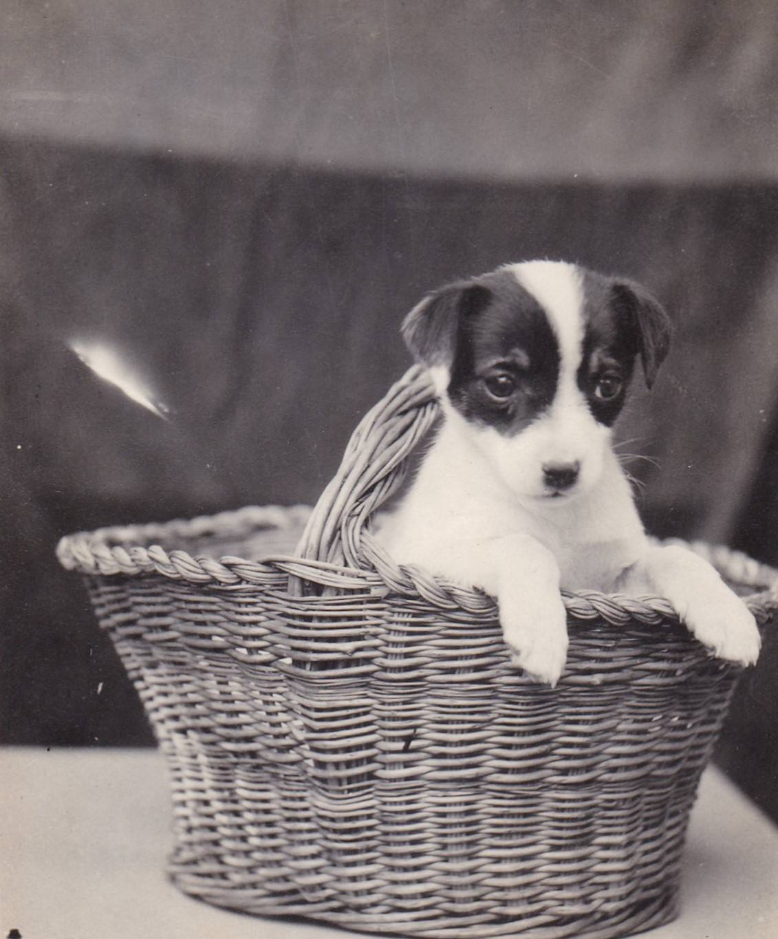 24 Cute and Adorable Vintage Photos from the Past that will Brighten Your Day