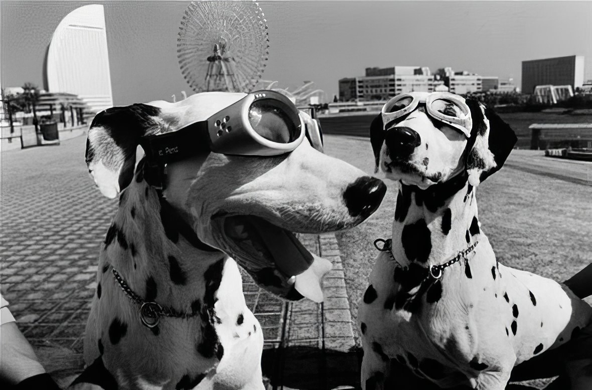 Elliott Erwitt: The Dog Whisperer of Photography