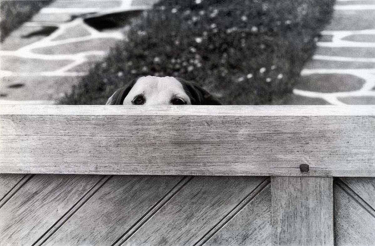 Elliott Erwitt: The Dog Whisperer of Photography