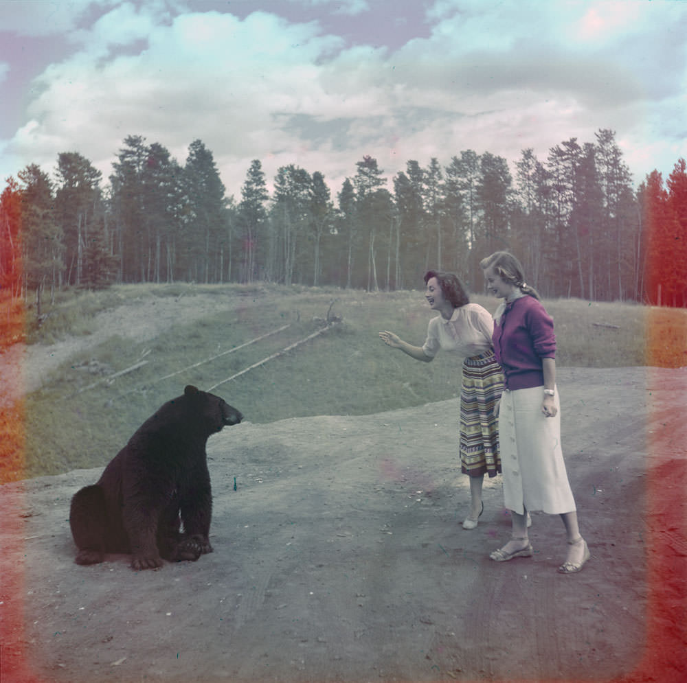 Two women feeding a black bear at Nuisance Grands, Banff National Park, Alberta, 1951