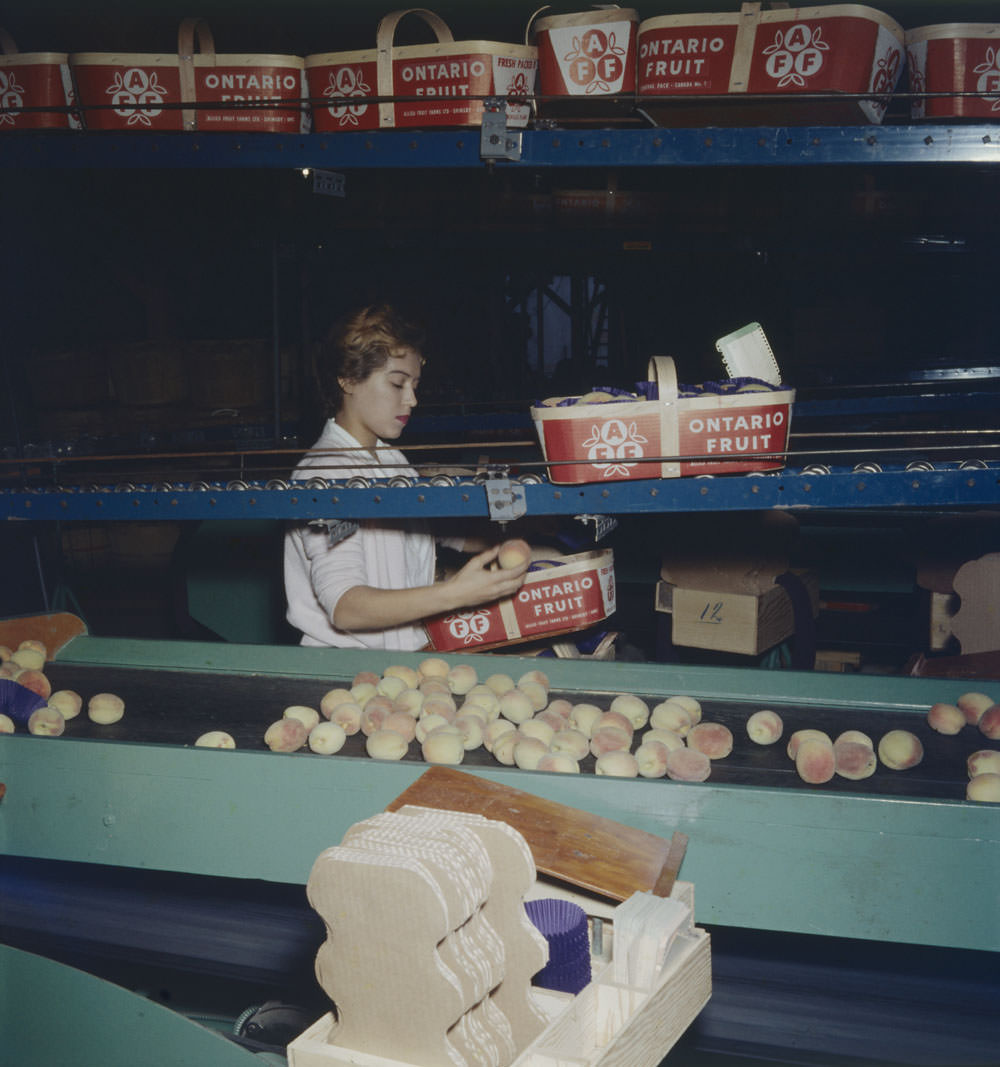 A conveyor belt with peaches on it. In the background can be seen a young woman placing peaches in baskets. Grimsby, Ontario, 1957