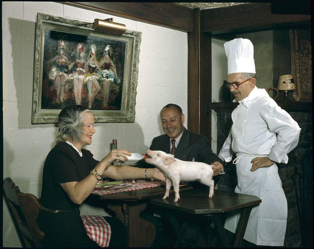Colonel and Mrs. G.E. Leprohon, patrons of Au Lutin, Montreal, feeding the restaurant pig with a baby bottle, Quebec