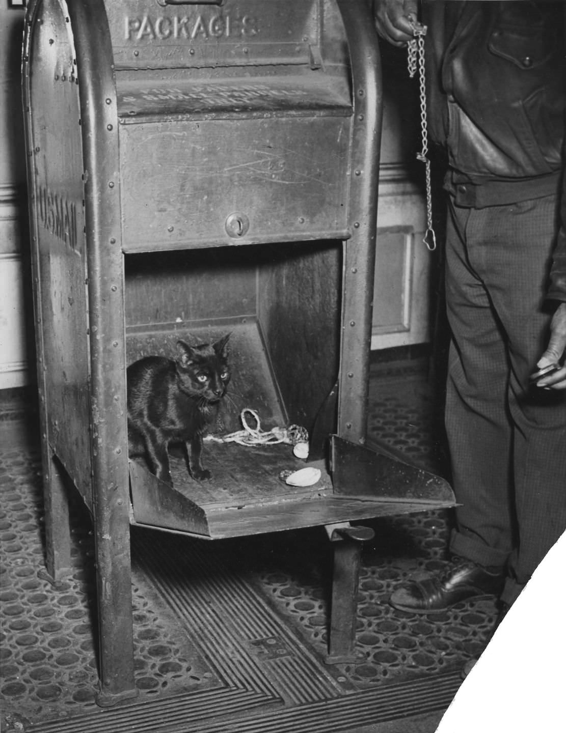A black cat found in a mailbox with pretzels and clams, 1941.