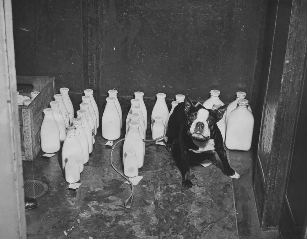 Buddy the bulldog hangs out among the milk bottles in the lobby, 1940.