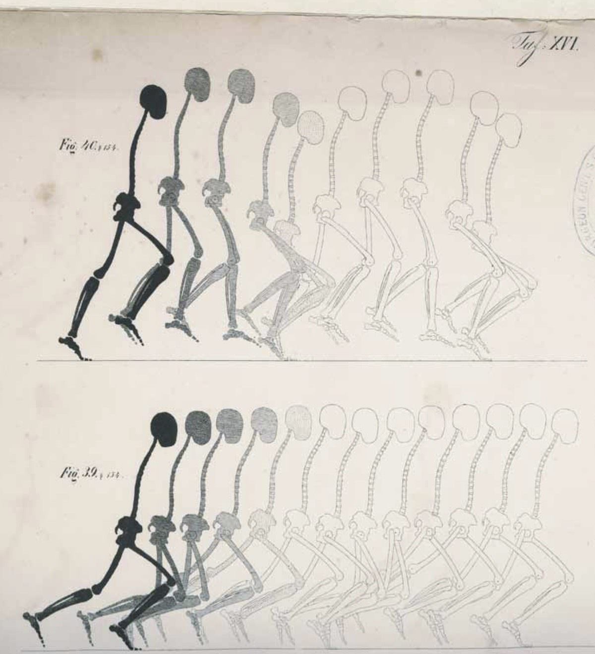 Mechanics of the Human Walking Apparatus (1836) Wilhelm Weber and Eduard Weber