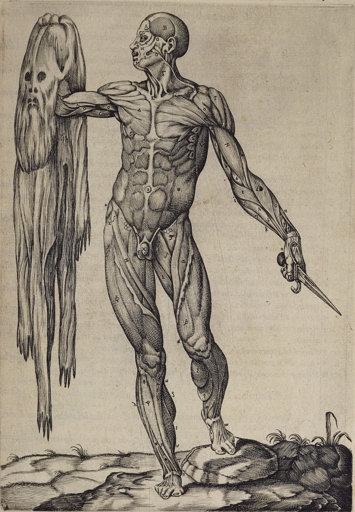 Flayed Cadaver Holds His Skin In One Hand and a Dissecting Knife In the Other – Valverde de Amusco, Juan, approximately 1525-approximately 1588 Publication- In Roma – Per Ant. Salamanca, et Antonio Lafrerj, 1550