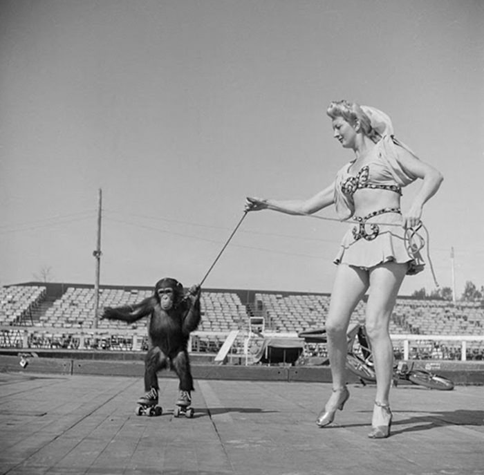 A circus woman with a rollerskating monkey, 1948.