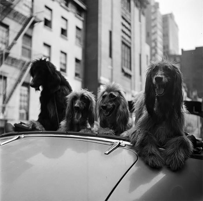 Dogs in a convertible, 1949.