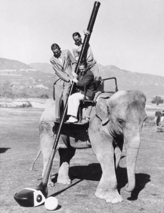 This elephant would have picked a different club.