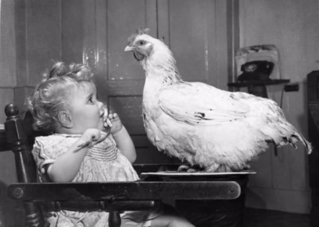 A pet chicken and a baby.