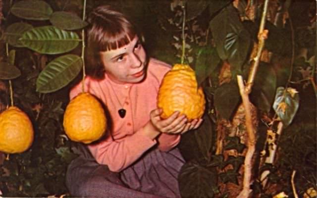 "Wish You Were Here... To Witness This Awkwardness!": A Journey Through Hilariously Bad Vintage Postcards