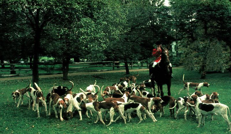 RR hounds, 1970s.