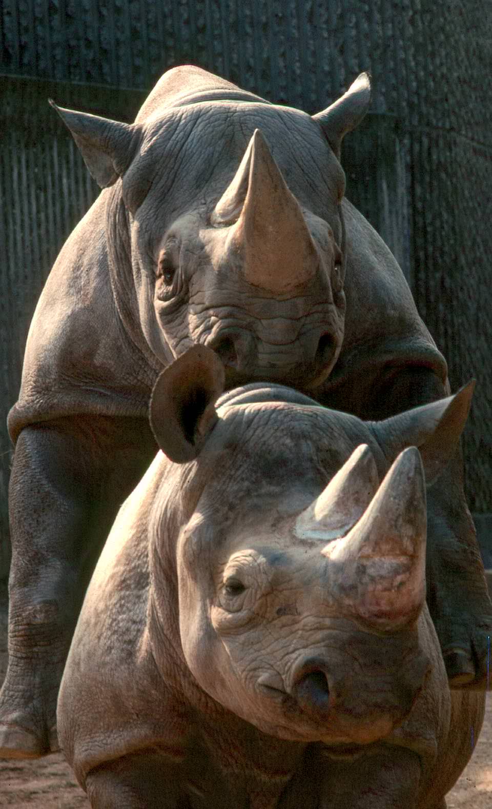 The rhinos, 1970s.