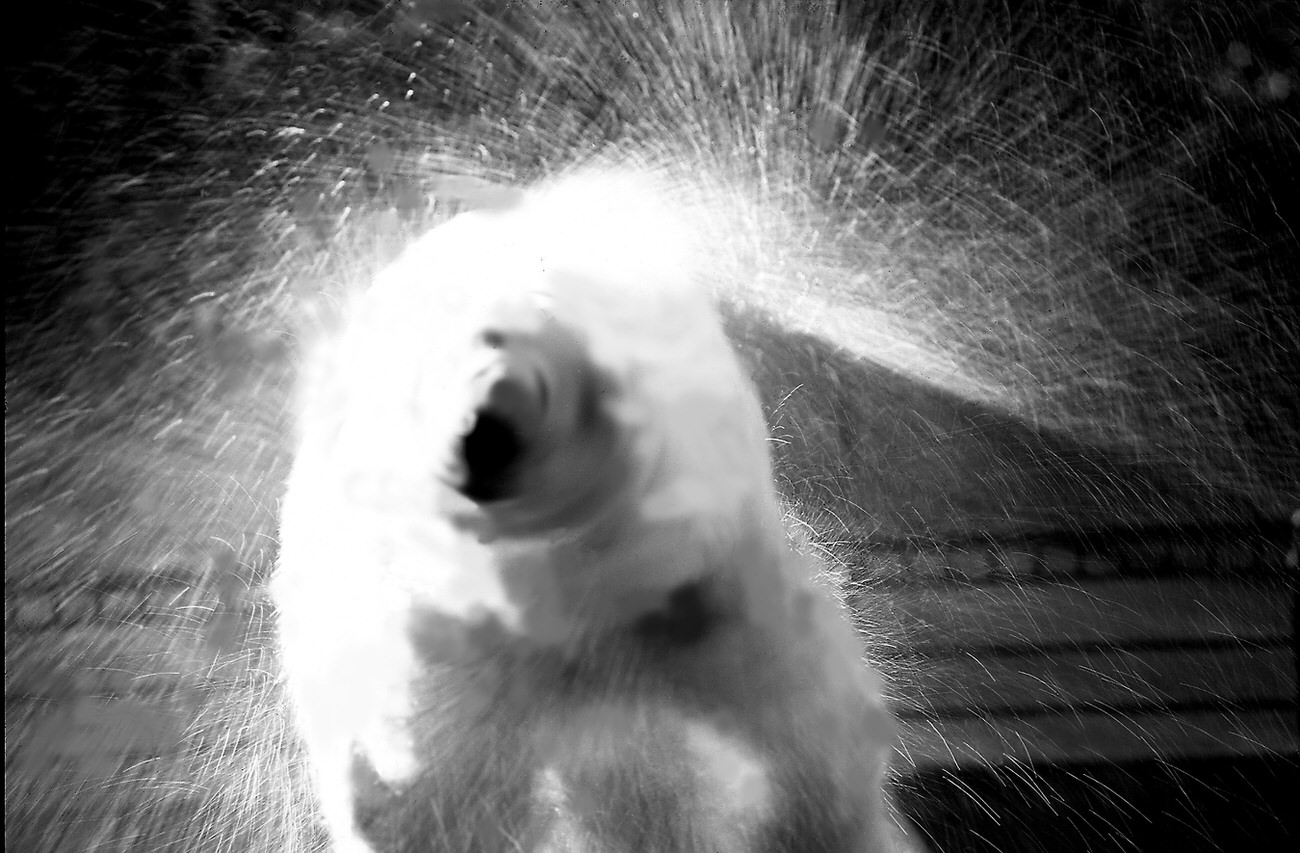 Wet polar bear, 1970s.