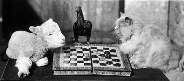 A lamb and a cat playing draughts at Langford, Somerset, 1933.