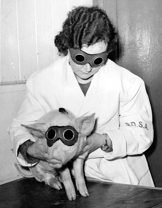 A piglet treated with a sun ray lamp at the PDSA in Ilford, 1938.