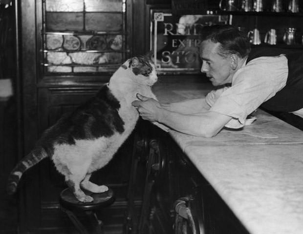 Ginger, the heaviest cat in London, at High Holborn, London, 1935.