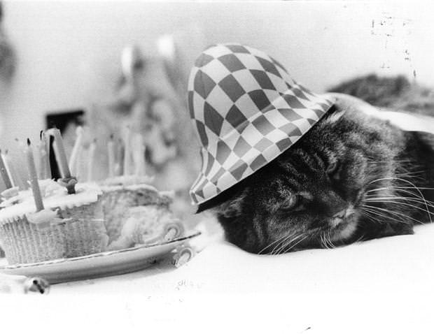 A twenty-seven year old cat celebrates her birthday, 1977.